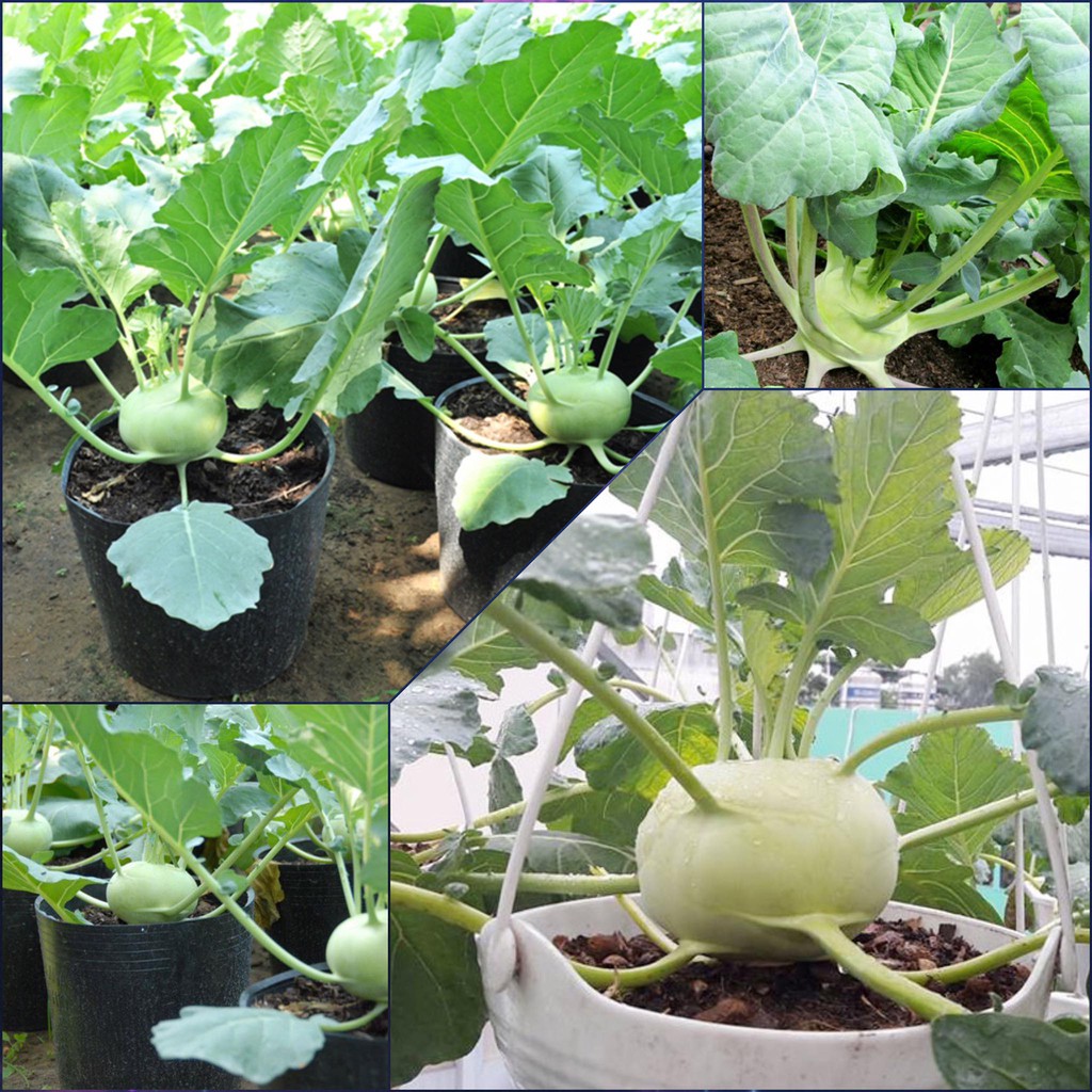 🌟Hạt Giống Xu Hào Xanh F1🌟Sinh trưởng Khỏe Củ To Gói 2gr