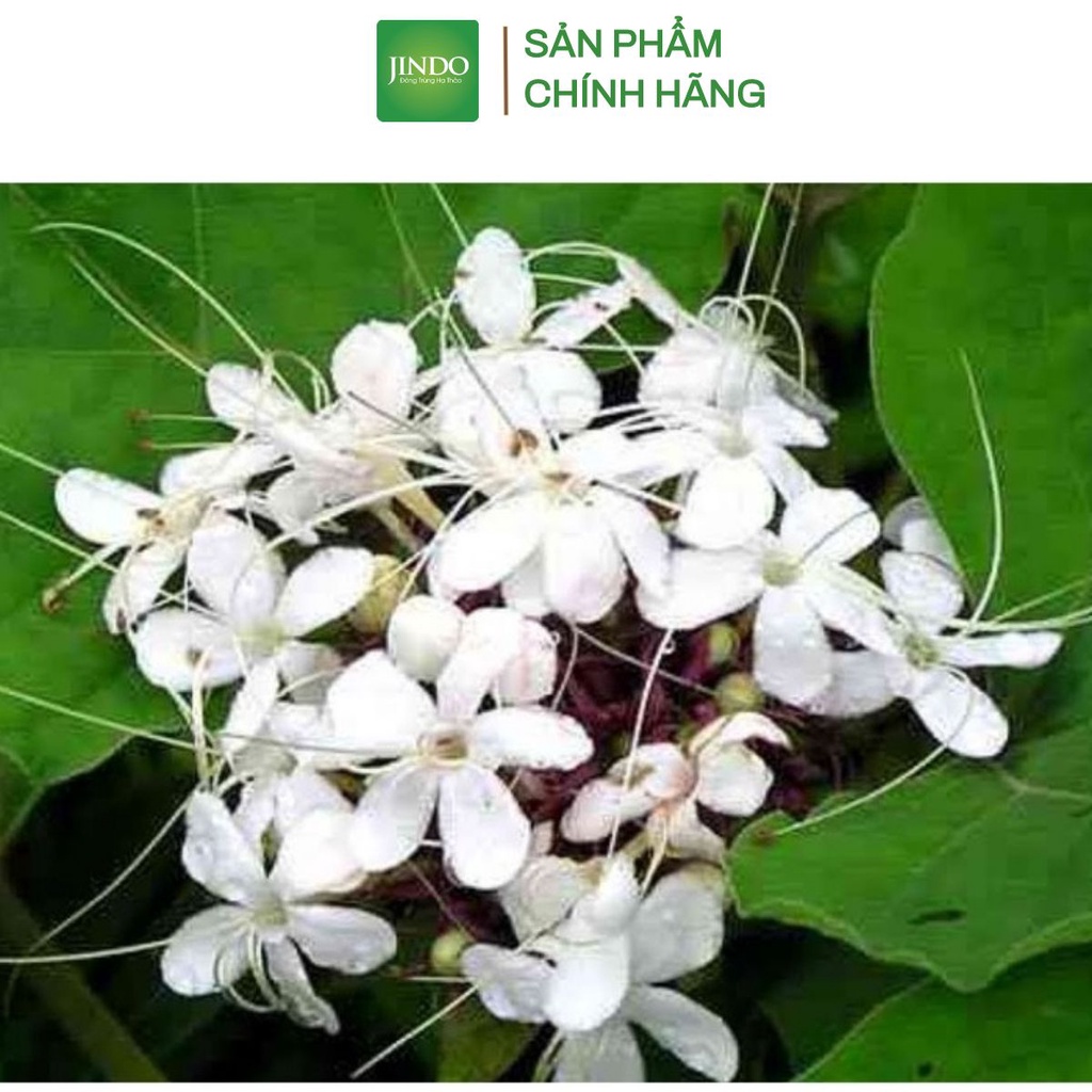 Bạch đồng nữ hay còn gọi là cây mò hoa trắng JINDO 1kg tác dụng tốt cho người bị khí hư hoặc bị bạch đới ở phụ nữ