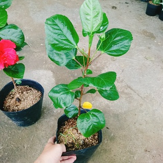 Hoa Dâm Bụt Thái - (cánh kép, giống mới)
