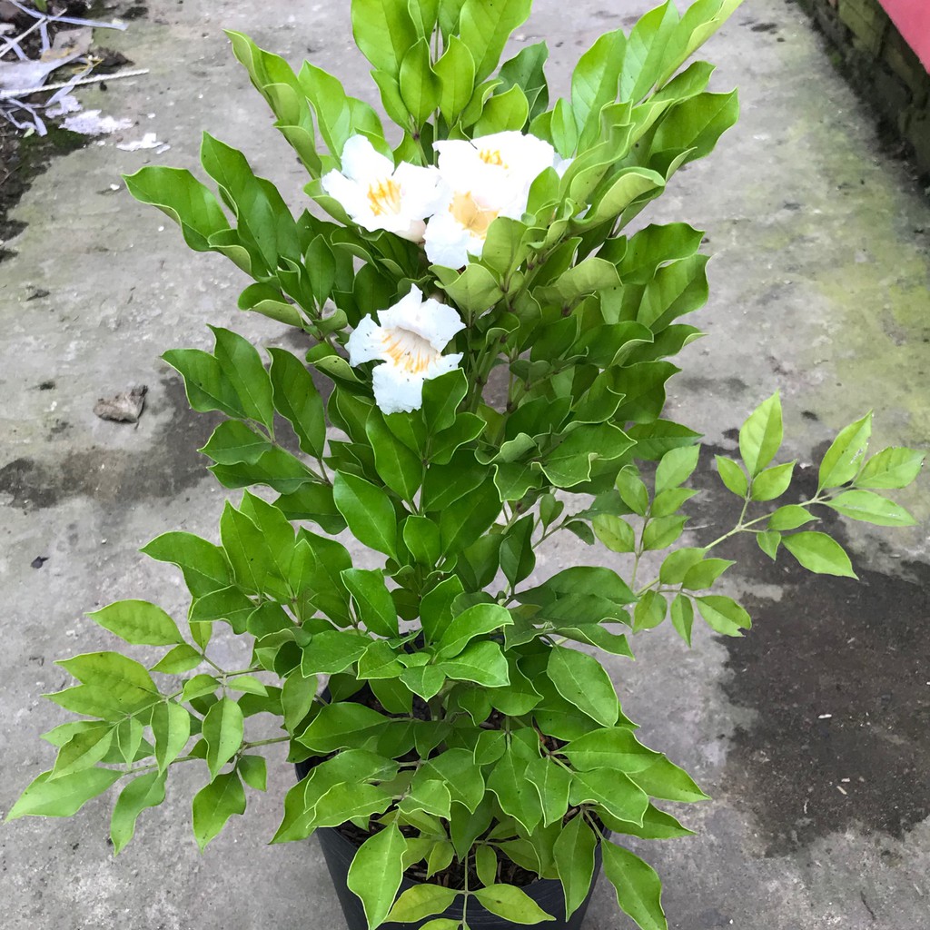 Cây Nguyệt Quế Thái - Cây cảnh trong nhà