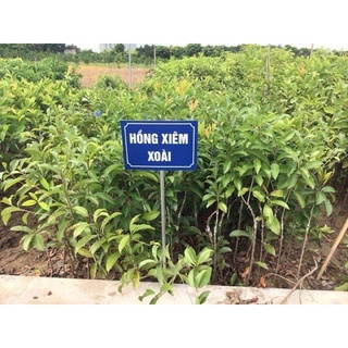 cây Hồng xiêm xoài cây giống ghép cho trái sau 6  tháng ( cây cao 70-1m thích hợp mọi khi hậu ưa mọi loại đất hụi nhiệt