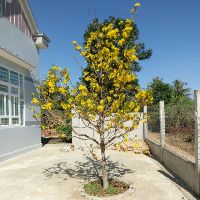 vothanhlam2018