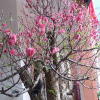 chieuthu366