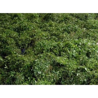 TRÀ GIẢO CỔ LAM 5 LÁ VÕ NHAI sao thơm - 100% GIẢO CỔ LAM TỰ NHIÊN NÚI ĐÁ VÔI