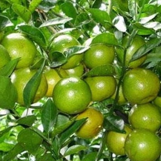 Cây chanh tứ quý ra quả quanh năm cao 60-90 cm .