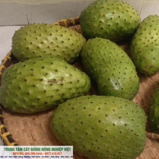 Cây Giống Mãng Cầu Xiêm Thái Giống Chuẩn .