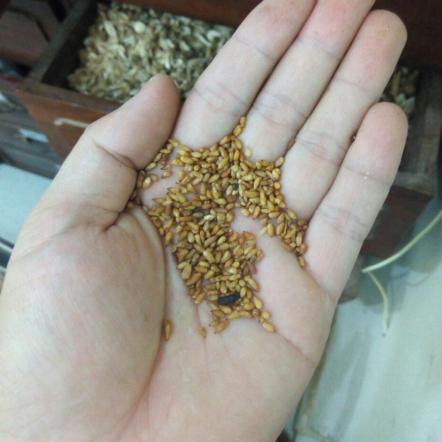 [Mã BMTTC60K giảm đến 60K đơn 50K] Bá tử nhân khô thượng hạng JINDO