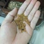 Bá tử nhân khô thượng hạng JINDO