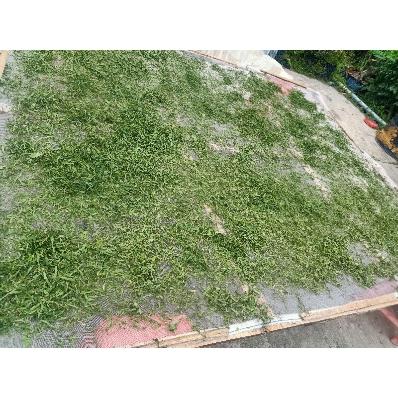 500gr Trà đọt ổi non cắt nhỏ LOẠI 1 xanh đẹp