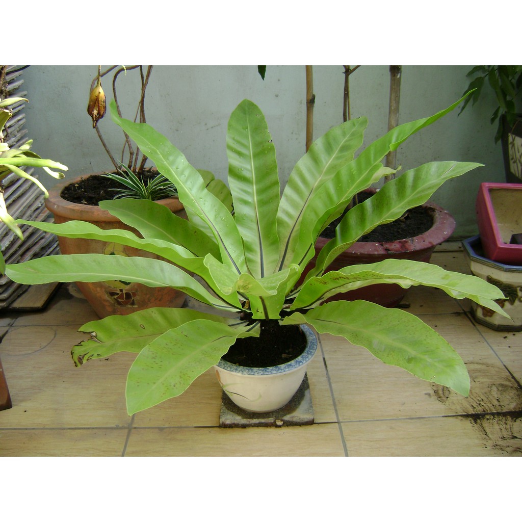 Cây Tổ Phụng - Cây cảnh để bàn