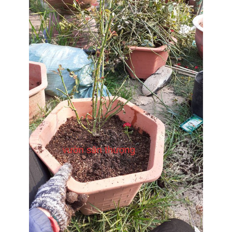 Đất trồng dành riêng cho hoa hồng cao cấp 20dm3