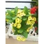 Cây Xương Rồng Bát Tiên (Vàng) - Cây cảnh mini