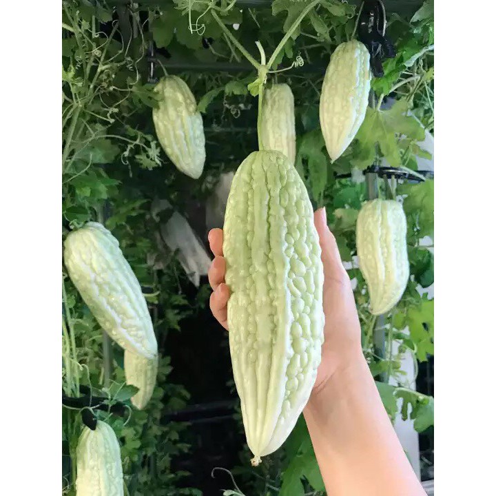 hạt giống mướp đắng trắng khổ qua trắng cực dễ trồng gói 5 hạt, MỚI LẠ, ĂN NGON