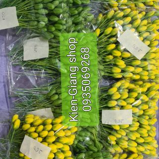 Combo Nụ mai xanh ,nụ vàng.