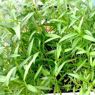 Hạt giống rau muống trắng .
