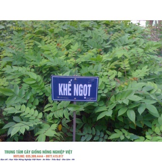 Cây Giống Khế Ngọt .