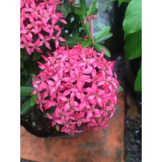 Mẫu Đơn Hồng Tím Sen ( bông trang hồng tím sen ) - Cây cảnh sân vườn