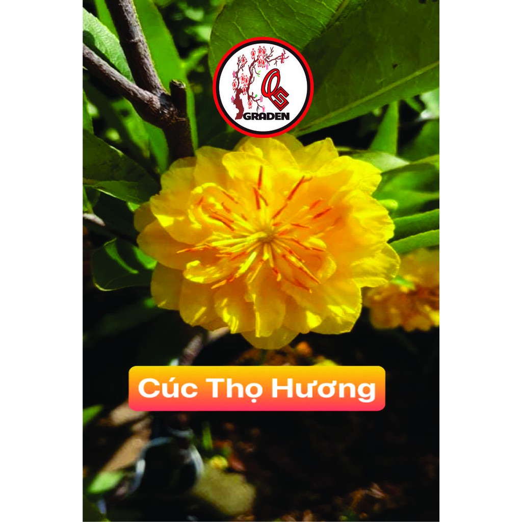 Hoa mai cúc thọ hương_cây ghép
