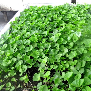 Hạt giống RAU MÁ- gói 2gam