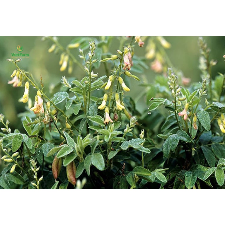 Hoàng kỳ khô thượng hạng JINDO 1kg hỗ trợ tiêu thũng, sinh cơ, cố biểu