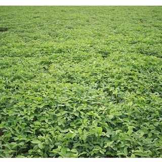 Dầu Đậu Phộng LengKengFarm Bình Định (Dầu Lạc) - Đậu Phộng Sẻ Ta Thơm Giàu Dinh Dưỡng - Dầu Thực Vậtt