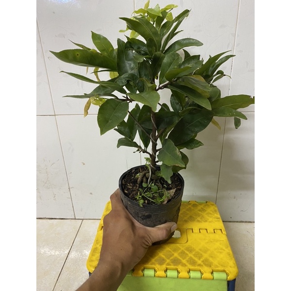 Hoa mai dảo tai tượng_cây ghép chuẩn