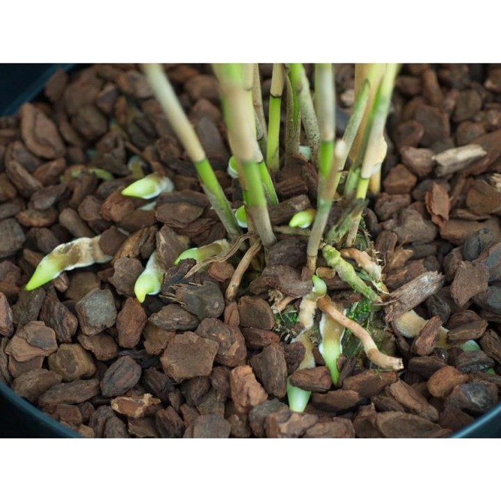 Vỏ Thông Newzita Giá Thể Trồng Lan (Đã Qua Xử Lý) 500gr