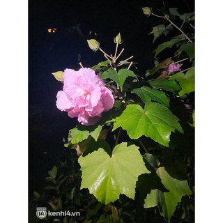Cây giống hoa phù dung - cây cảnh trong nhà
