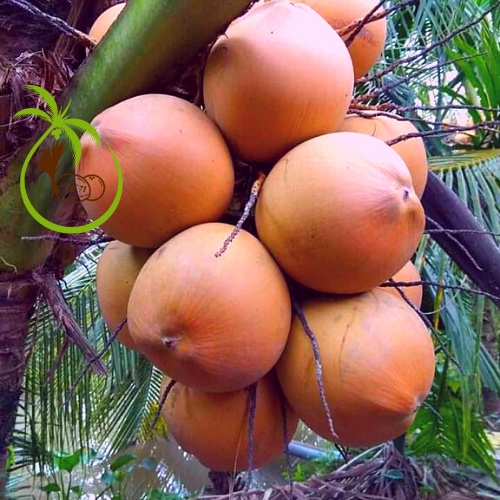 Giống Cây Dừa Xiêm Lùn Mã Lai Đỏ (Đích Chu - Đích Bầu) - Tại Bến Tre | Thân  Lùn - Siêu Trái - Đạt Tiêu Chuẩn Xuất Khẩu | Shopee Việt Nam