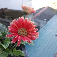 thuyanh969123