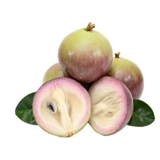 Cây giống vú sữa tím lò rèn quả to ít hạt vị thơm ngọt( cây ghép ) .