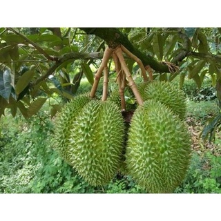 Cây Sầu Riêng Ri6 Hạt Lép .
