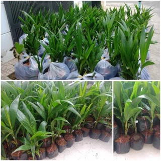 Cây giống dừa xiêm lùn Bến Tre siêu trái nước ngọt 2 năm ra quả ( ảnh thât) .
