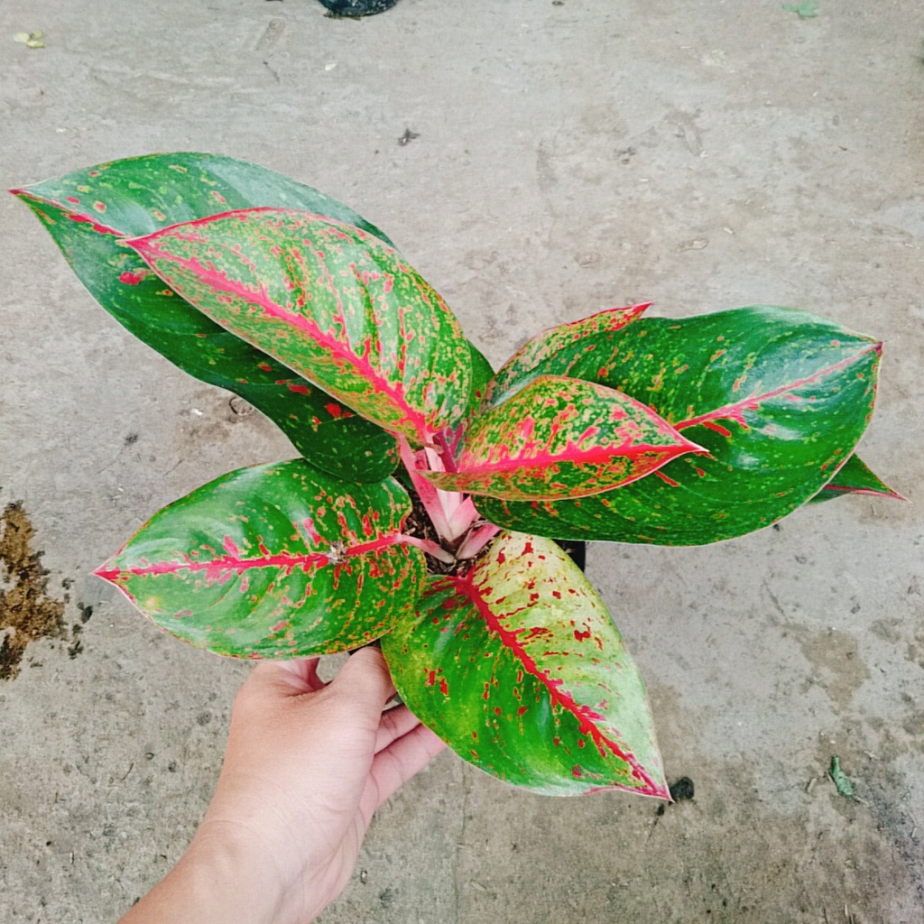 Combo Cây Thịnh Vượng + Cây Như Ý (Cặp đôi phu thê)