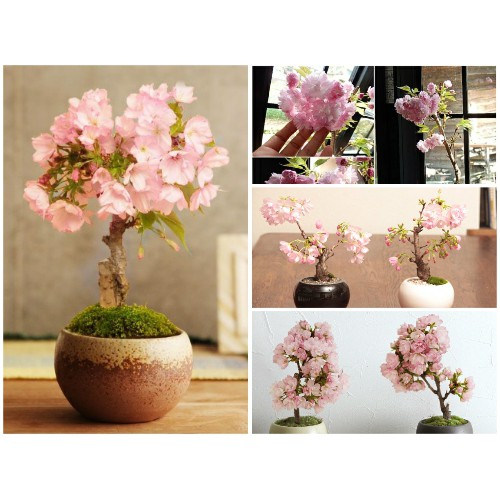 Bộ 2 gói hạt giống hoa anh đào Nhật Bản