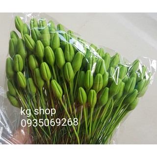 Nụ mai xanh đất sét không đài(100 nụ).Sản phẩm loại 1