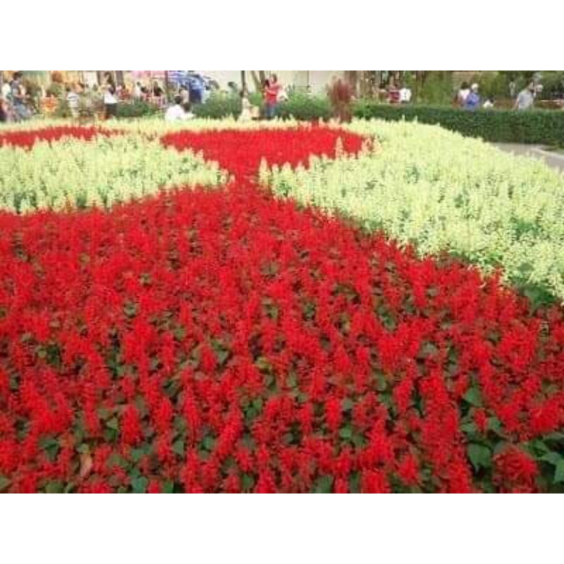 hạt giống hoa XP đỏ rực 💥SALE LỚN💥 chất lượng cao