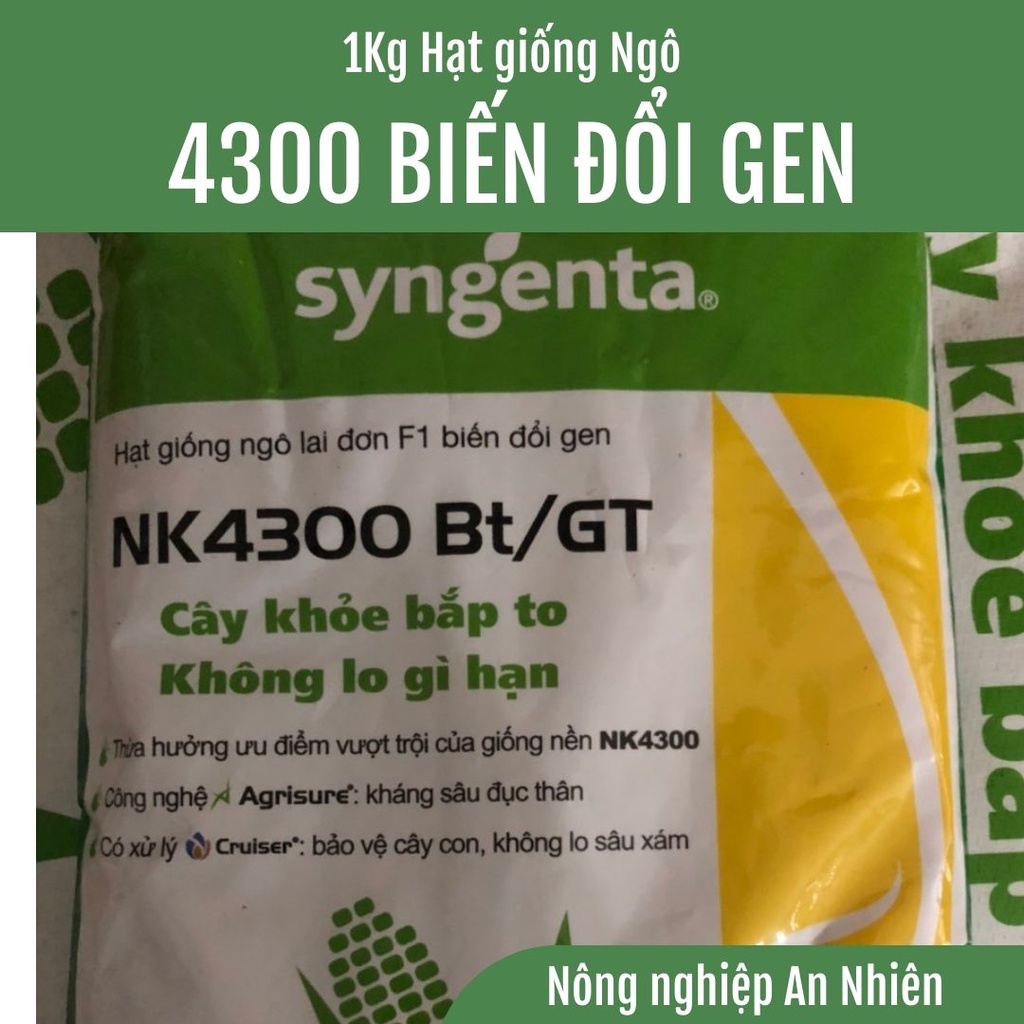 Ngô Kháng Sâu Nk7328 Gt/Bt giá tốt Tháng 8, 2025 | Mua ngay