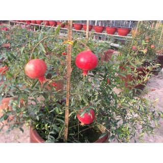 Cây Lựu Đỏ Cảnh Đang Có Hoa ( ảnh thật ) .