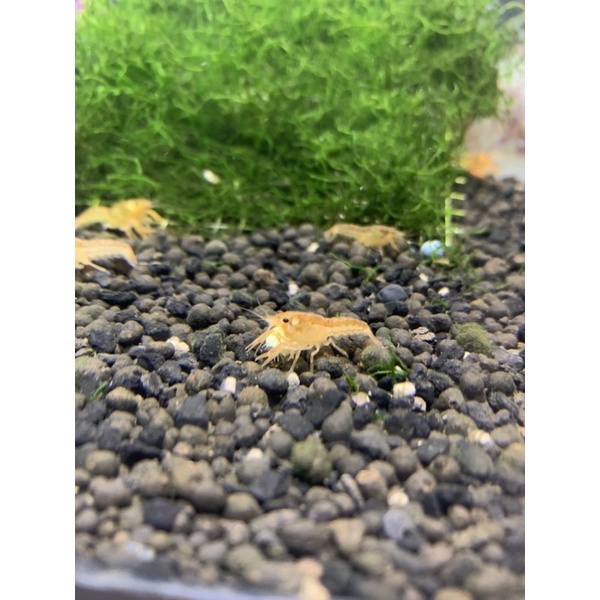 Tôm kiểng mini màu cam ( mexican size 1-2cm) | Shopee Việt Nam