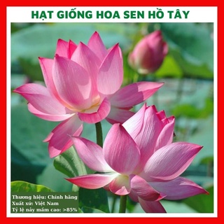Hạt giống hoa sen ta (hoa sen hồ Tây) 10 hạt - rau củ quả trồng chậu, sân vườn ban công nảy mầm cao