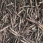 Sâm cau đen khô (Tiên mao) thượng hạng JINDO 1kg tốt cho sinh lực nam giới