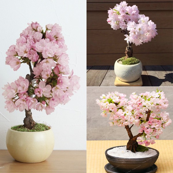 Bộ 2 gói hạt giống hoa anh đào Nhật Bản