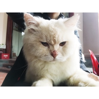 viet.frans