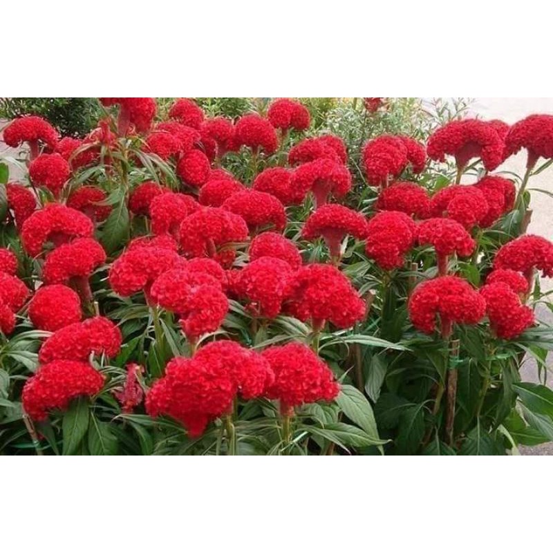 100 hạt giống hoa mào gà búa Thái Lan 💚 CỰC XINH😚 siêu dễ trồng.