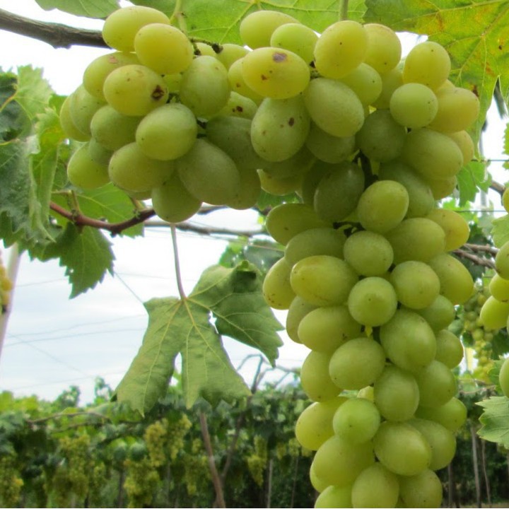 Hạt giống nho Pháp