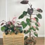 Cây Công Chúa Hồng - Philodendron pink princess - Cây nhỏ,thuần,khoẻ,var mạnh - cây cảnh để bàn
