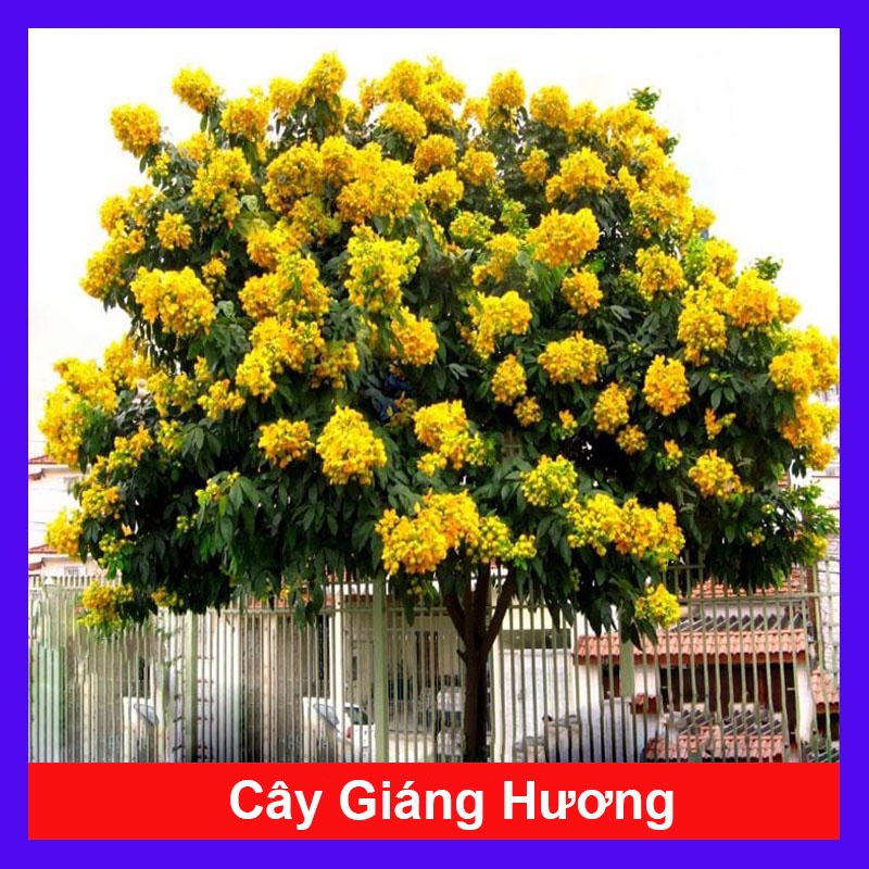 Cây Giáng Hương - cây công trình hoặc trồng sân vườn lấy bóng mát