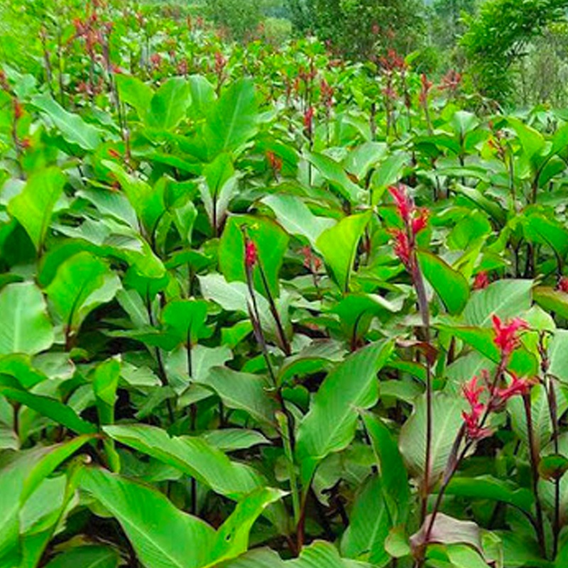 Cây dong riềng đỏ khô tốt cho tim thương hiệu JINDO 1kg
