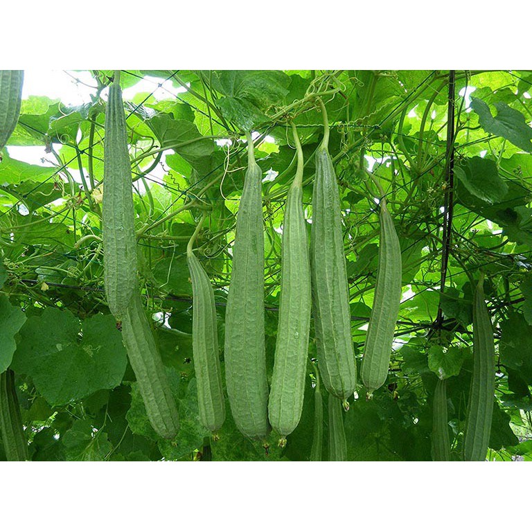 hạt giống mướp khía cực dễ trồng gói 10 hạt ăn rất ngon